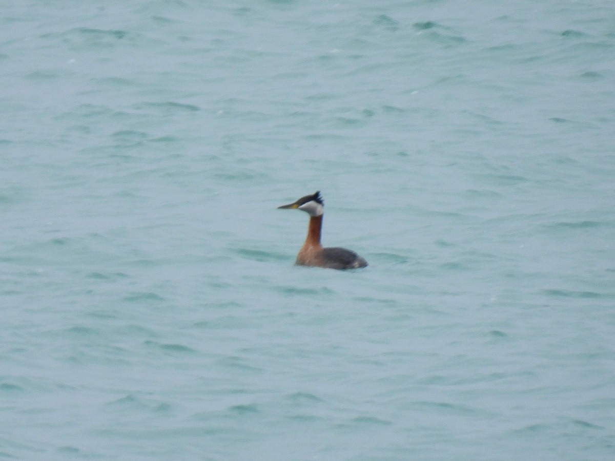Red-necked Grebe - ML548846731