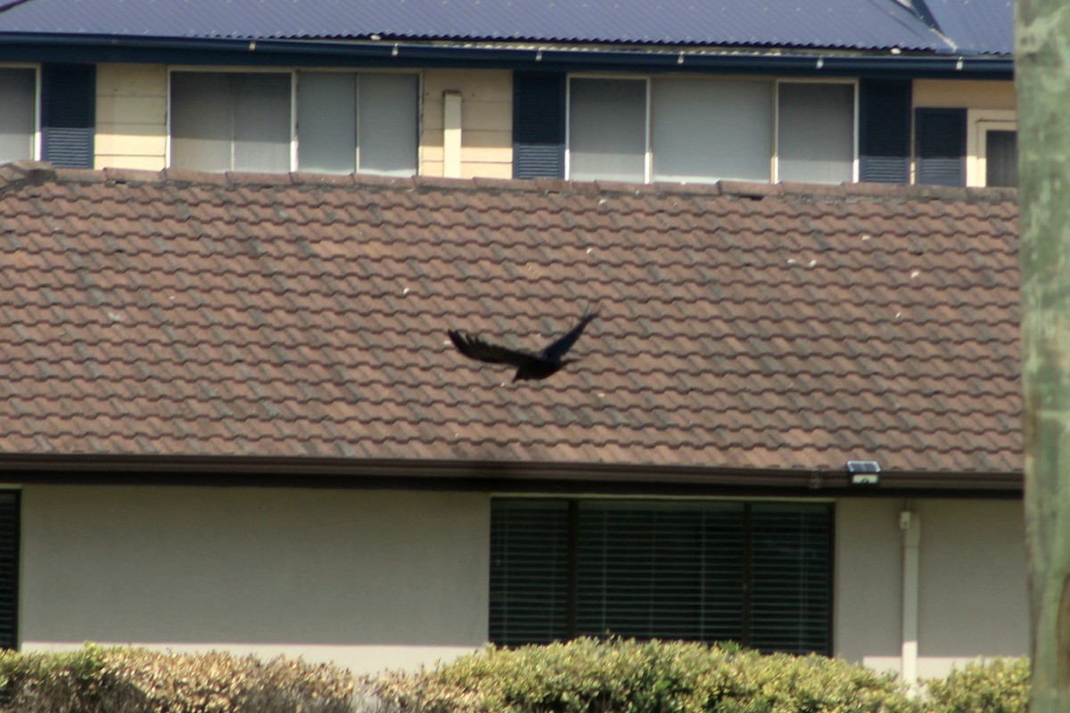 Australian Raven - ML548846941