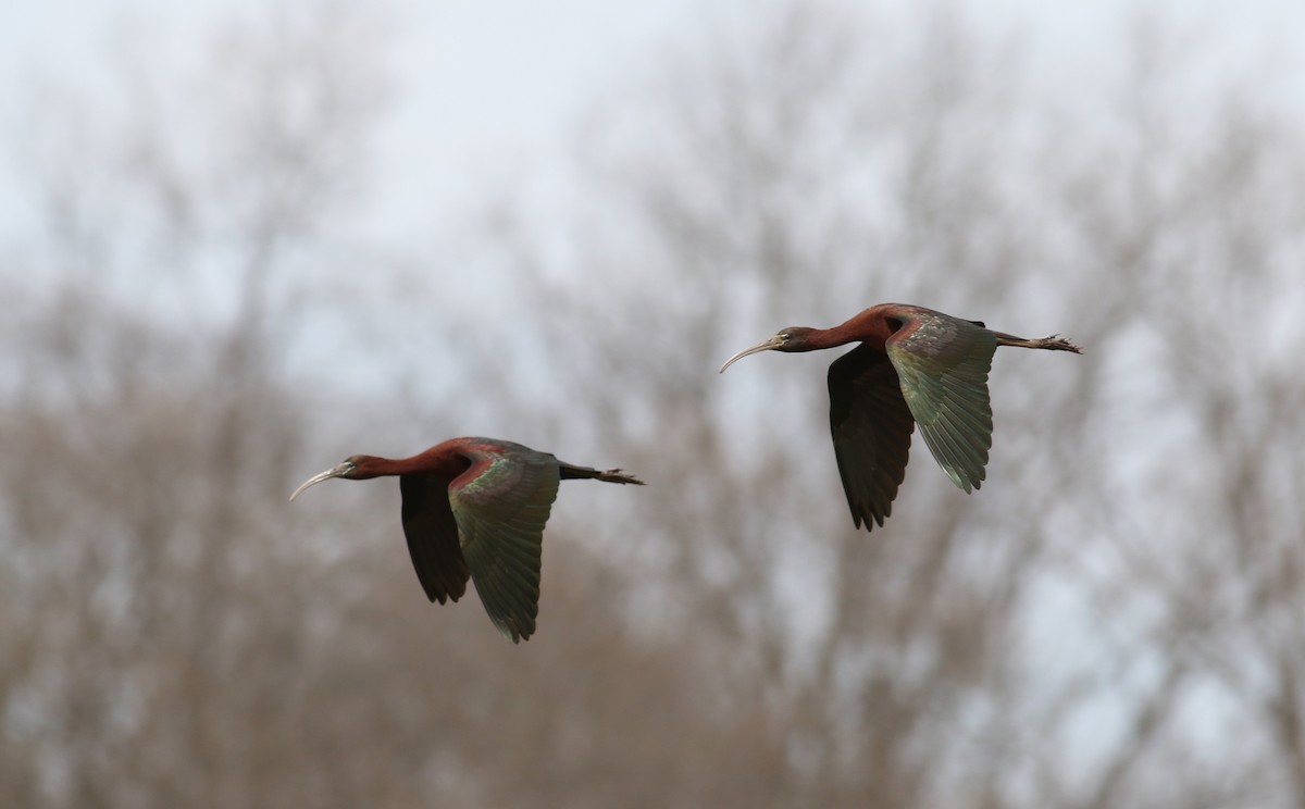 Glossy Ibis - ML54884701