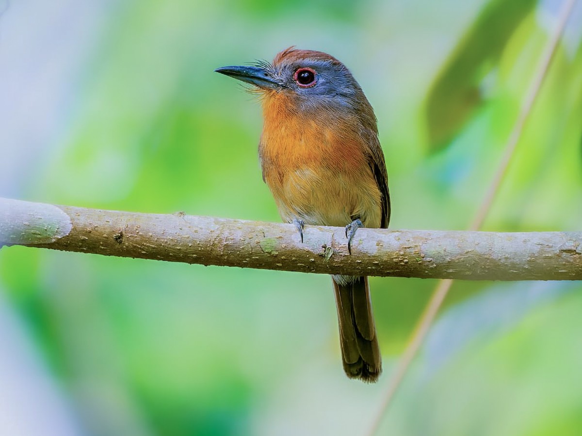 Gray-cheeked Nunlet - Nonnula frontalis - Birds of the World