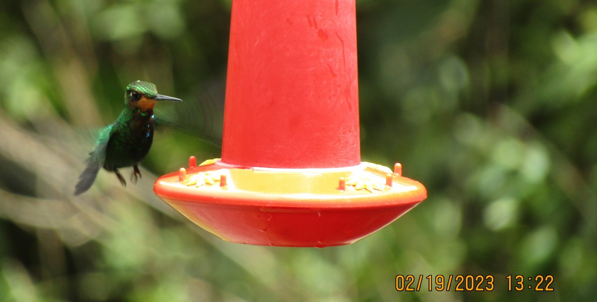 kolibřík fialovohrdlý - ML548847881