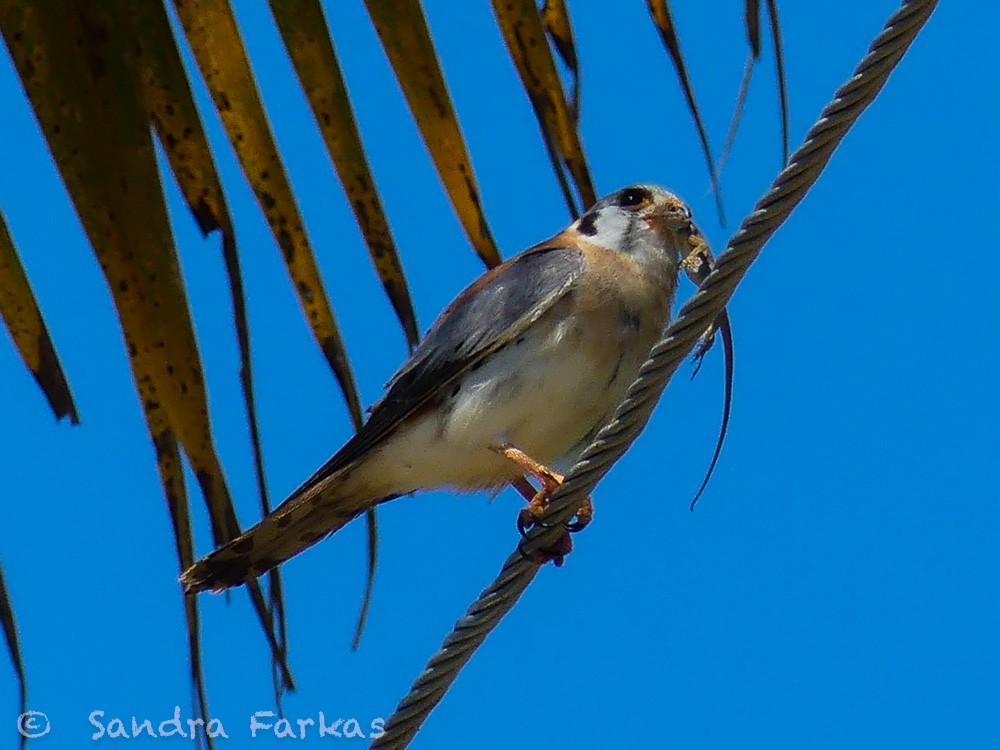 American Kestrel (Hispaniolan) - ML548847921