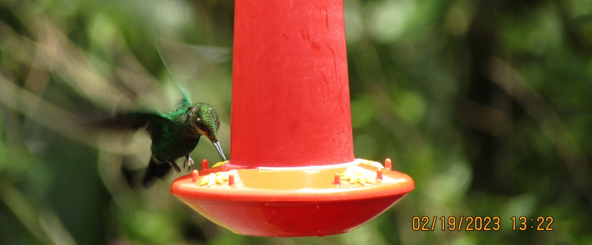 kolibřík fialovohrdlý - ML548848031
