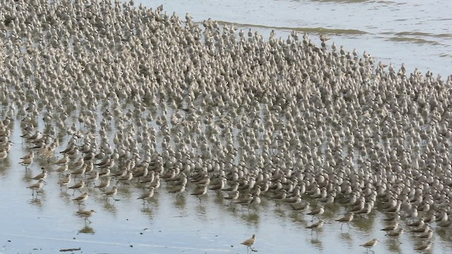 Western Sandpiper - ML548849141