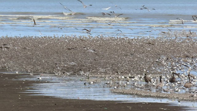 Bergstrandläufer - ML548849211