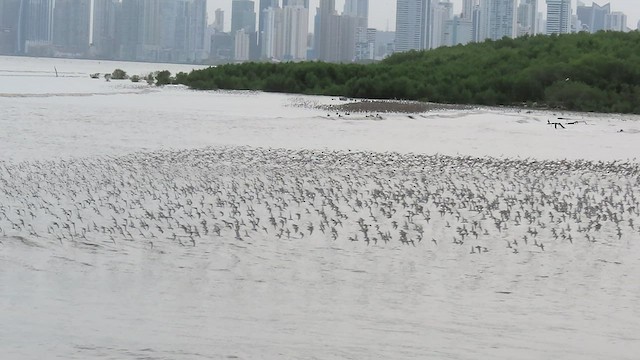 Bergstrandläufer - ML548849741