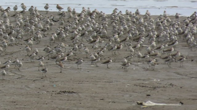 Western Sandpiper - ML548849911