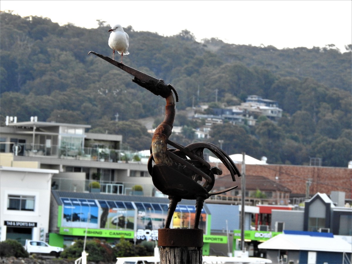 Silver Gull (Silver) - ML548850031