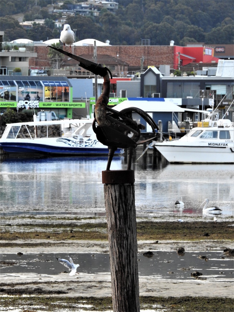 Silver Gull (Silver) - ML548850121