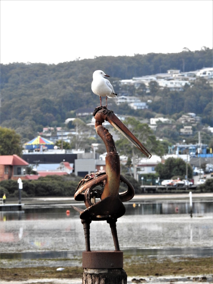 Silver Gull (Silver) - ML548850201