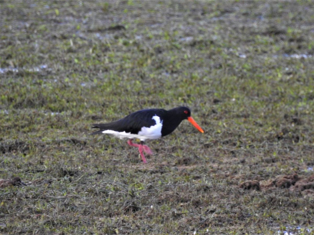 Pied Oystercatcher - ML548850241