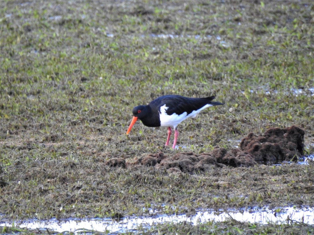 Pied Oystercatcher - ML548850331