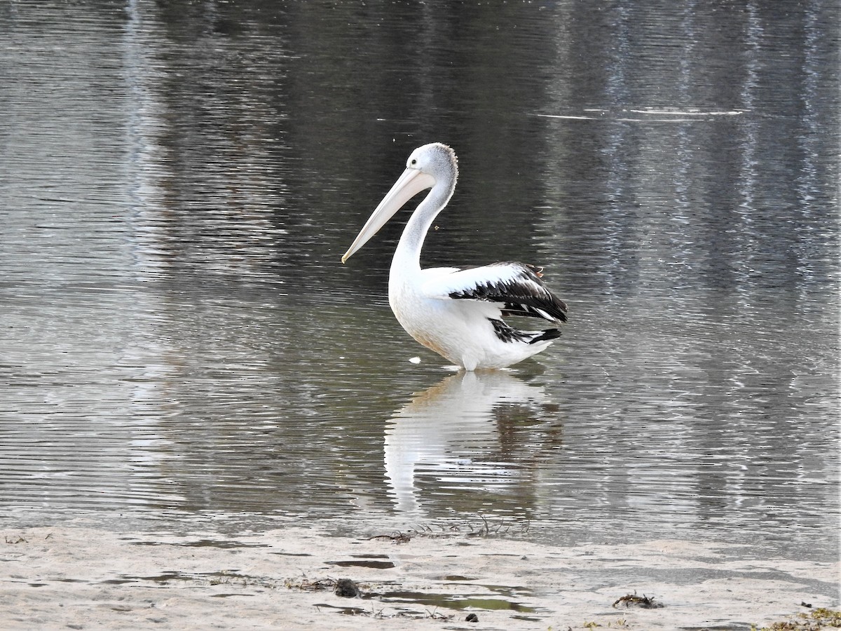 Australian Pelican - ML548850351