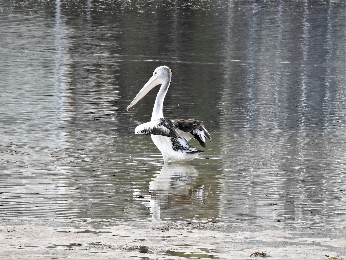 Australian Pelican - ML548850421