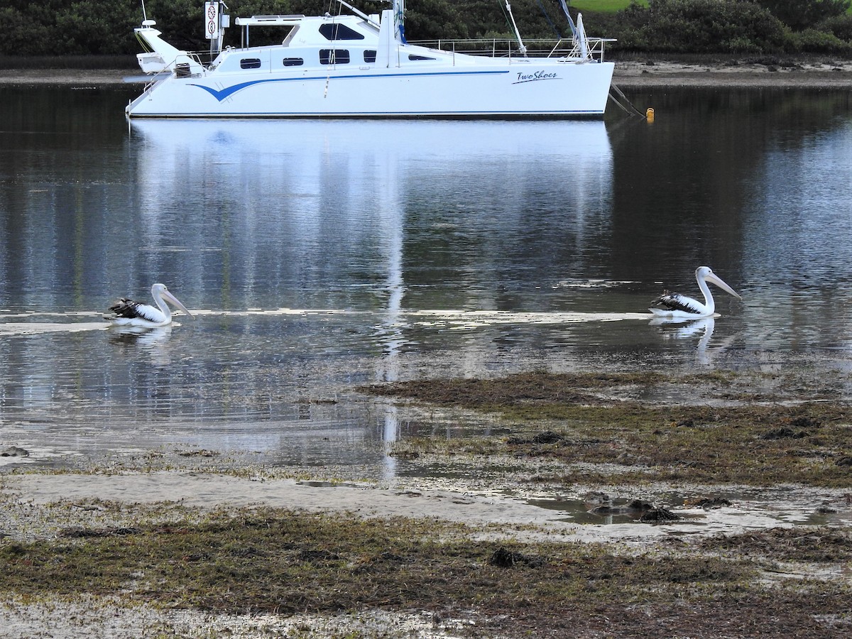 Australian Pelican - ML548850441