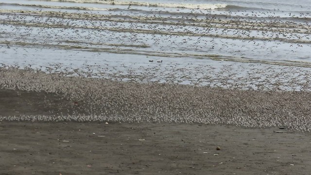 Western Sandpiper - ML548850851