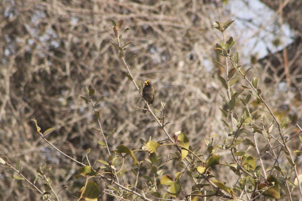 Yellow-faced Grassquit - ML548851061