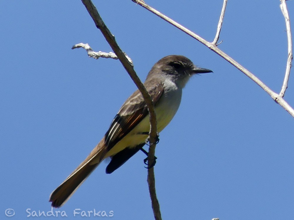 Stolid Flycatcher - ML548851381