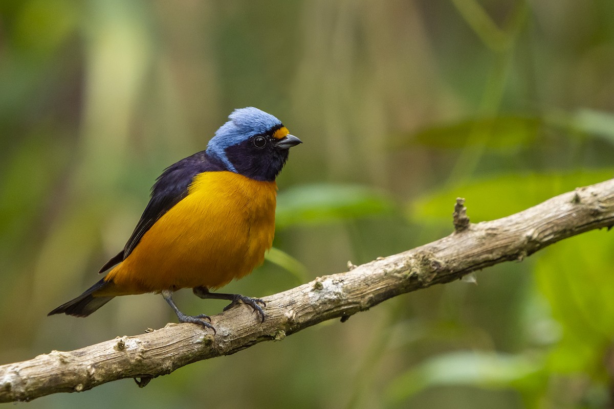 Hispaniolan Euphonia - Joshua Covill