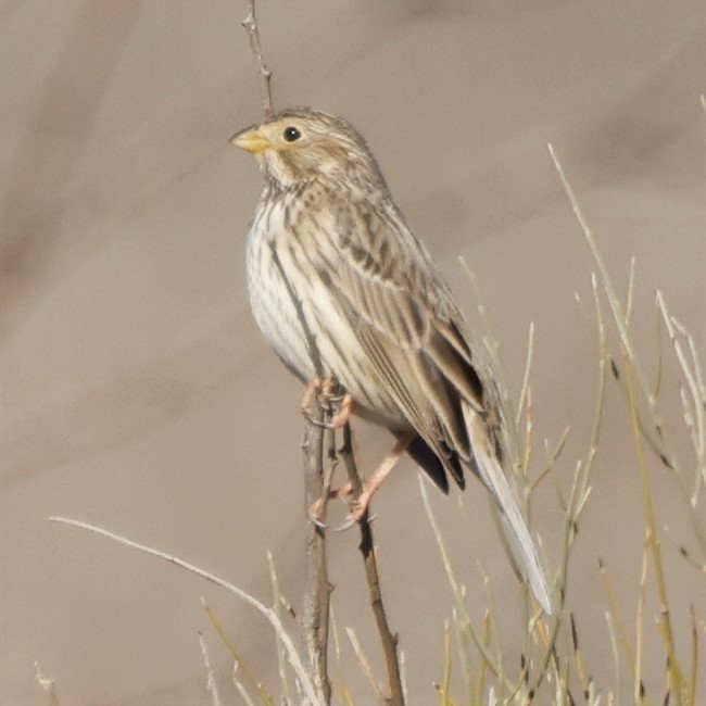 Corn Bunting - ML548853341