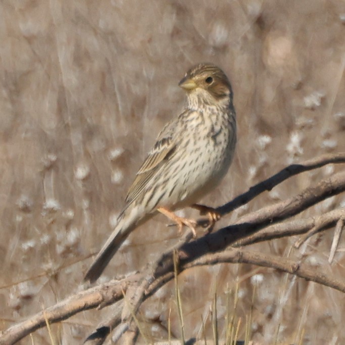 Corn Bunting - ML548853351