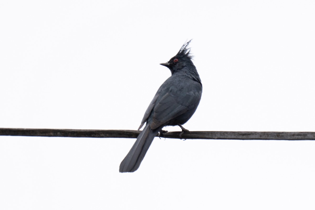 Phainopepla - ML548853471