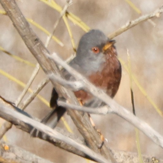 Dartford Warbler - ML548854091