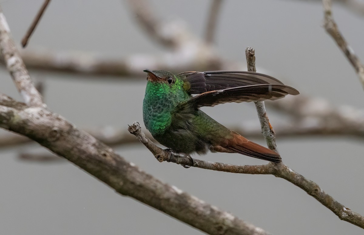 Rufous-tailed Hummingbird - Iris Kilpatrick