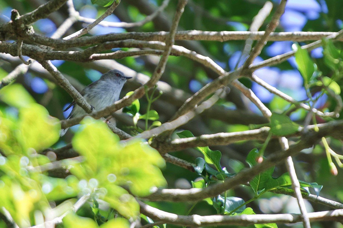 Gray Gerygone - ML548855541