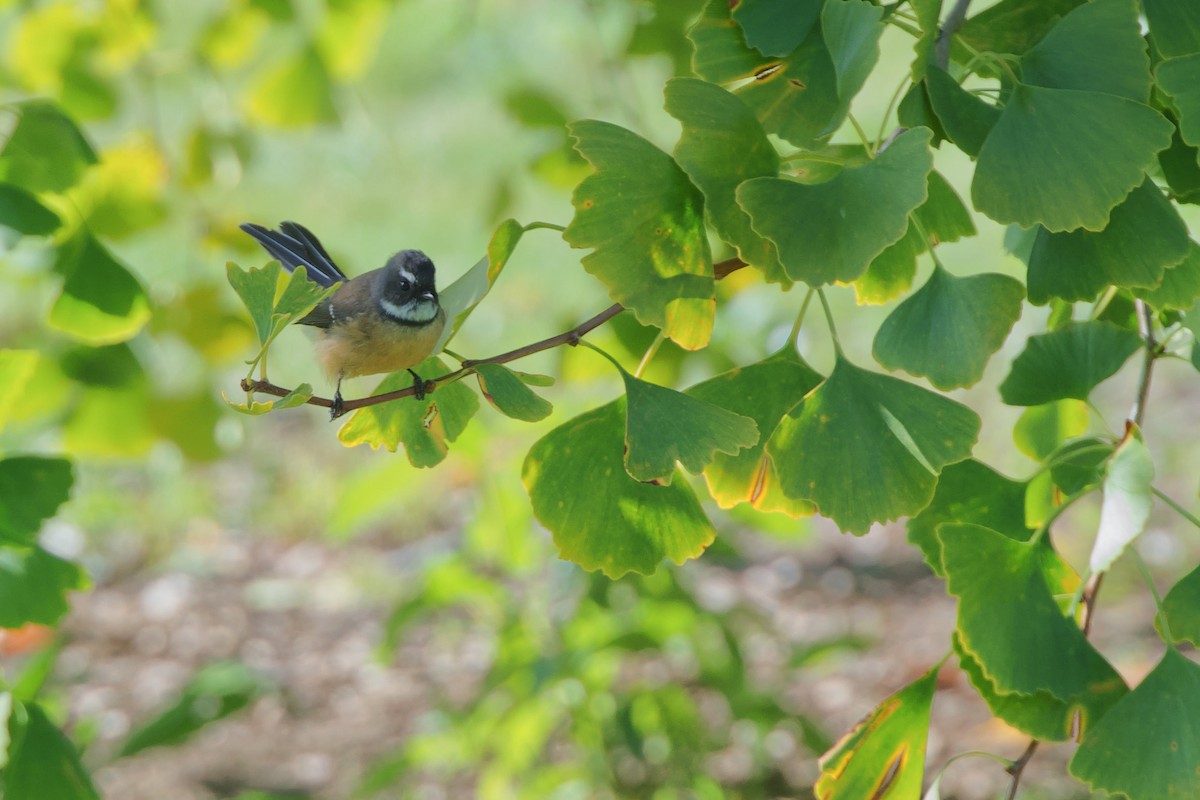 New Zealand Fantail - ML548855691