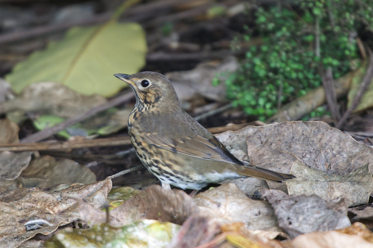 Song Thrush - ML548855711