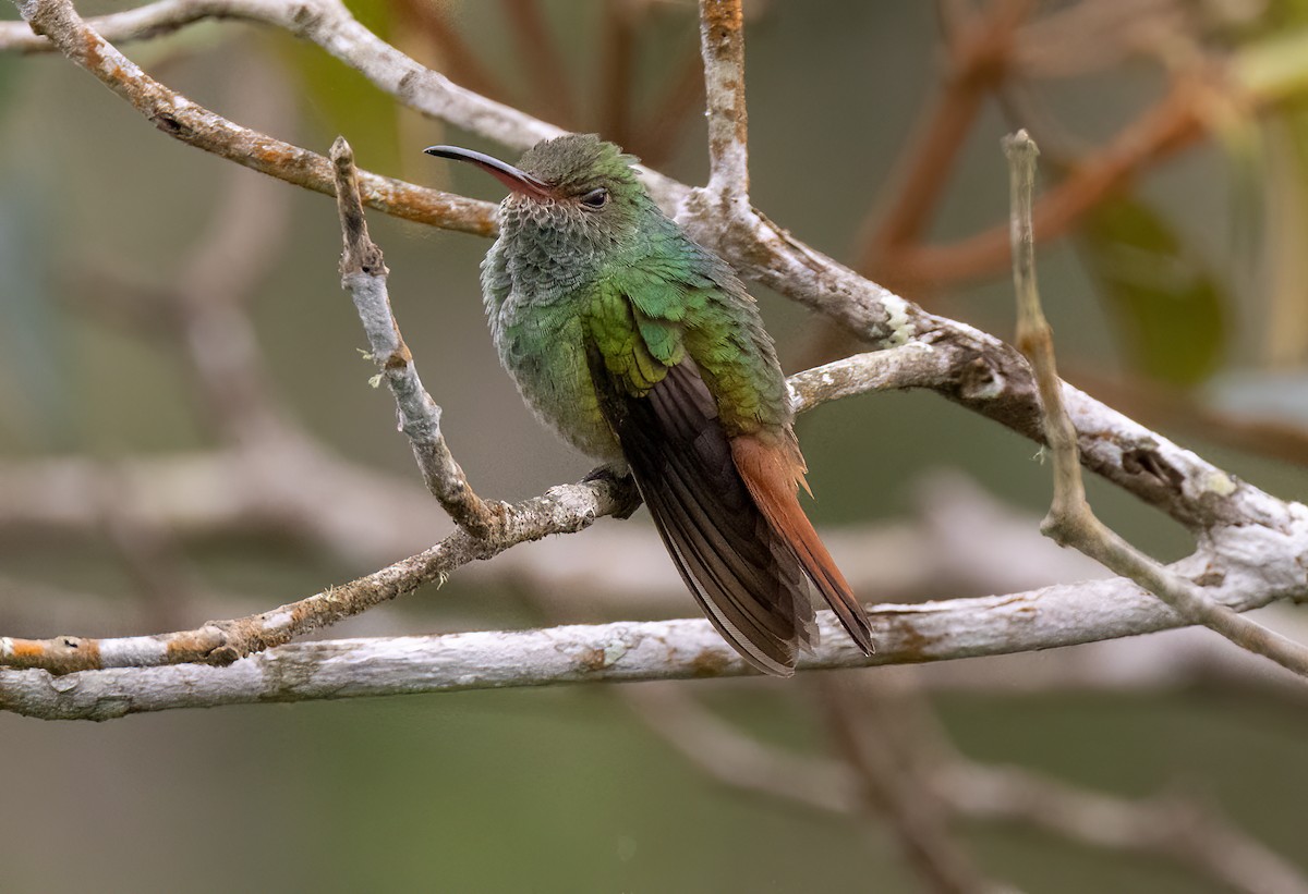 Rufous-tailed Hummingbird - Iris Kilpatrick