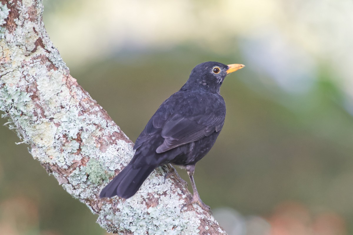 Eurasian Blackbird - ML548855791