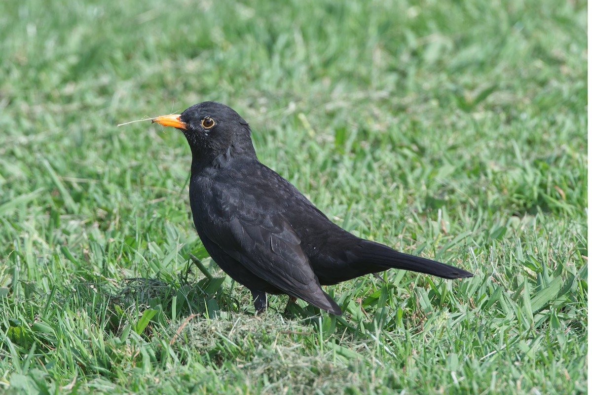 Eurasian Blackbird - ML548855821