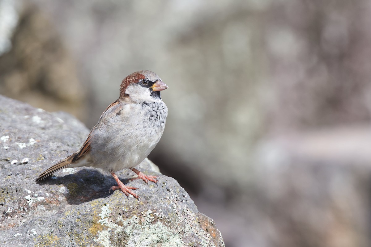 House Sparrow - ML548855851