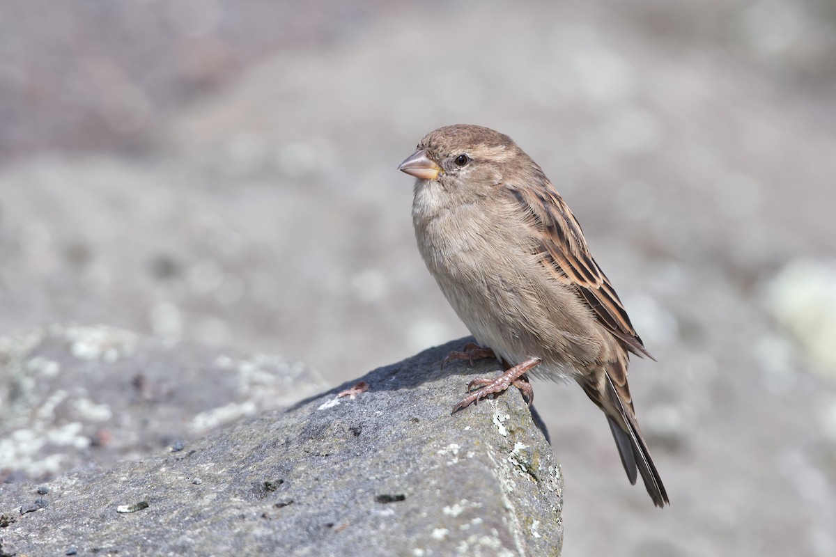 House Sparrow - ML548855921