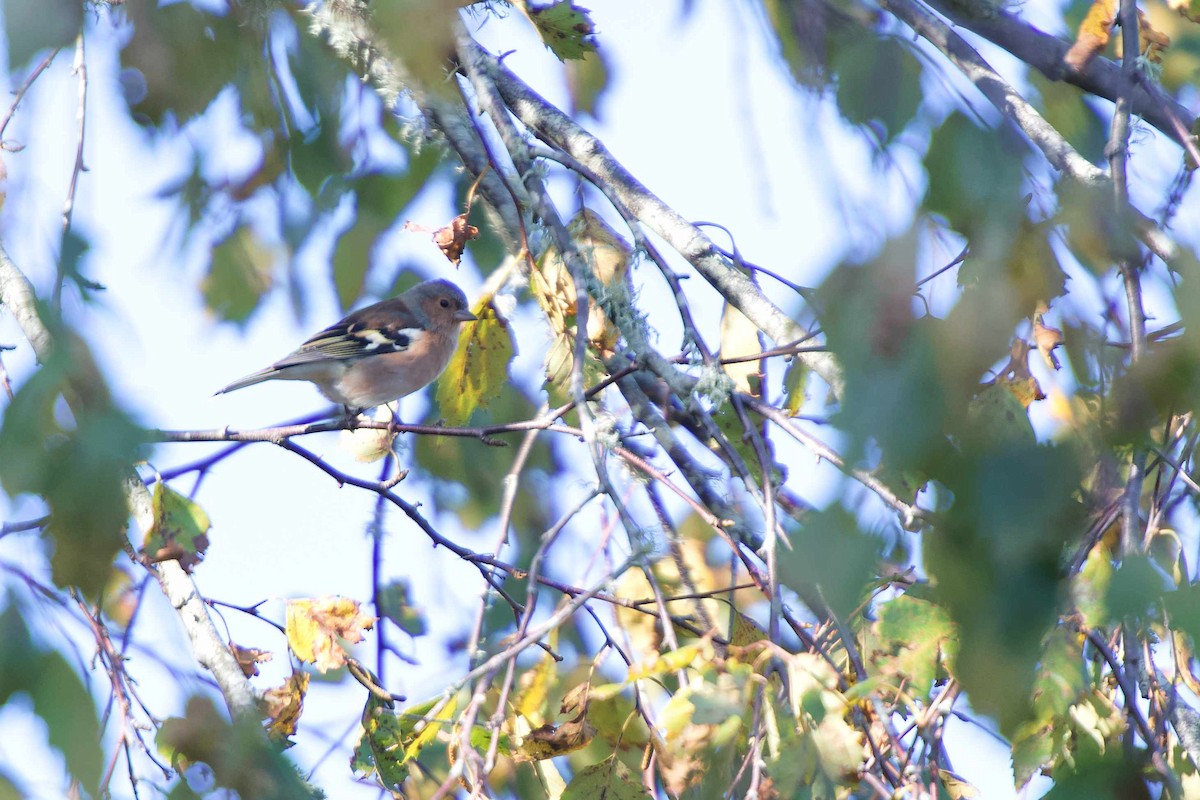 Common Chaffinch - ML548855951