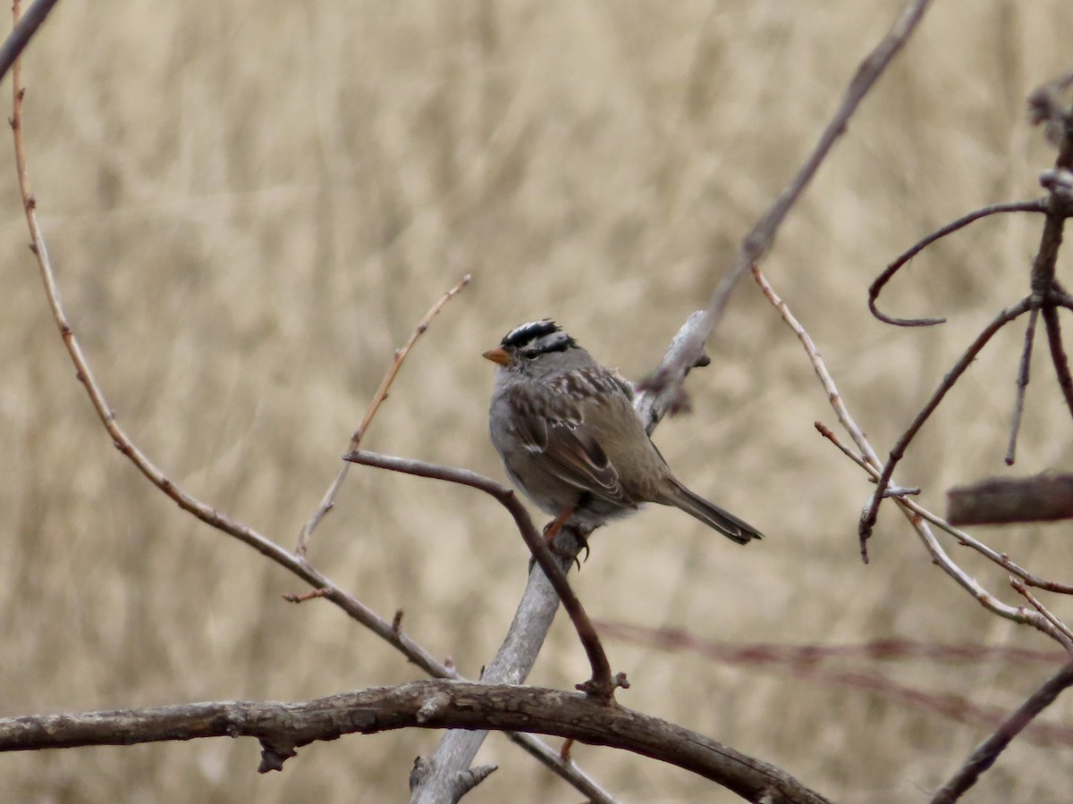 White-crowned Sparrow - ML548856611