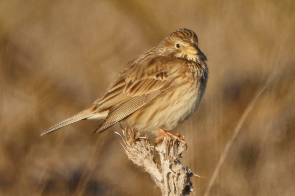 Corn Bunting - ML548857881