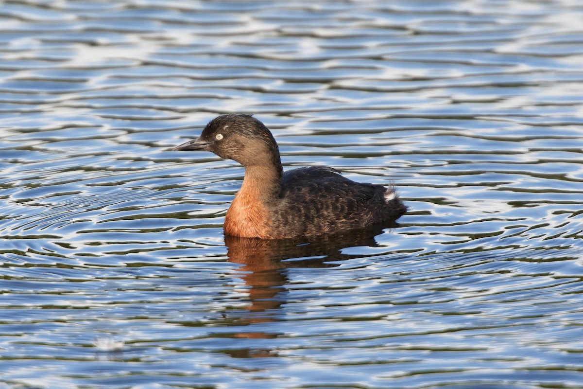 New Zealand Grebe - ML548858061