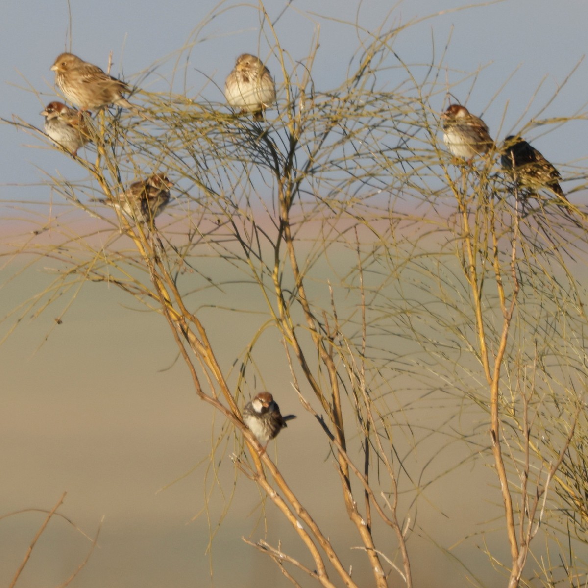 Spanish Sparrow - ML548858511