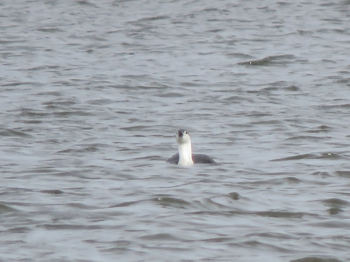 Red-throated Loon - ML548858821