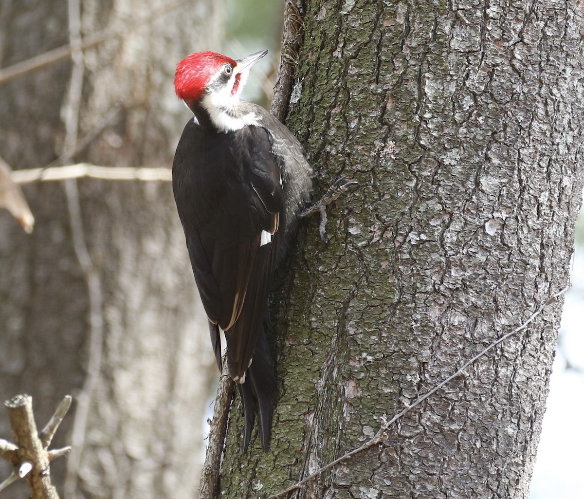 Pileated Woodpecker - ML548859081