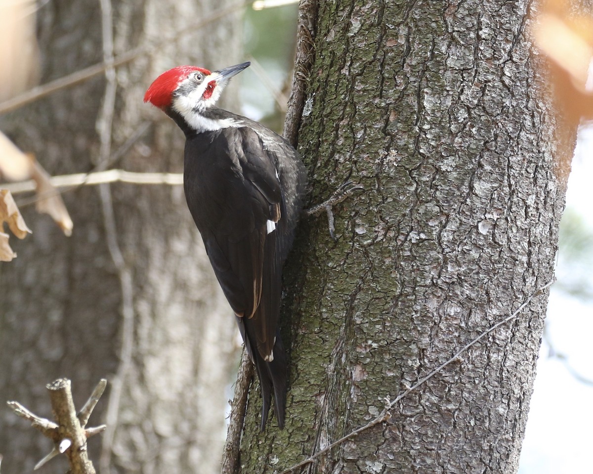 Pileated Woodpecker - ML548859091