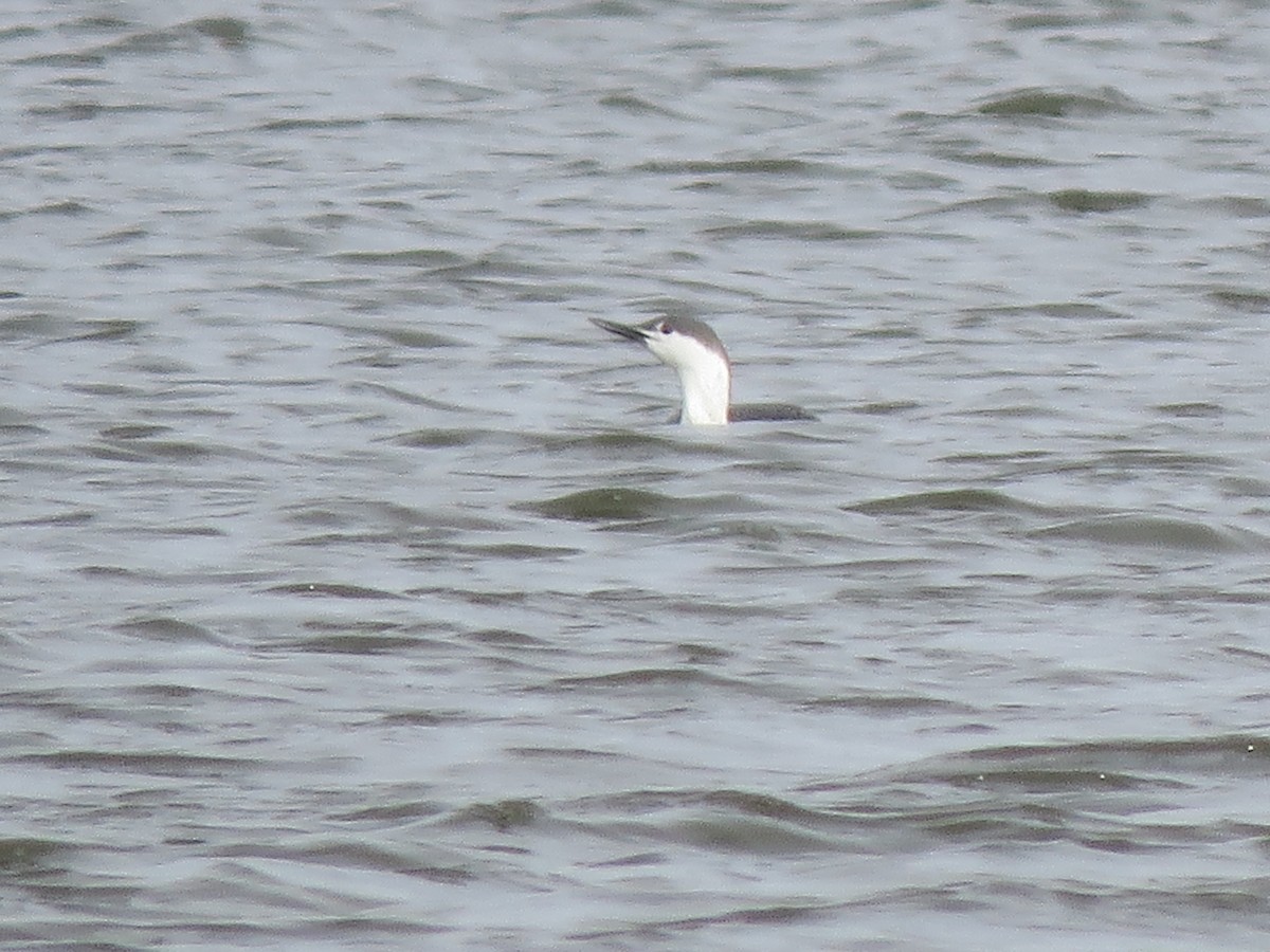 Red-throated Loon - ML548859111