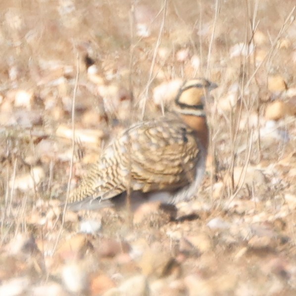 Pin-tailed Sandgrouse - ML548859121