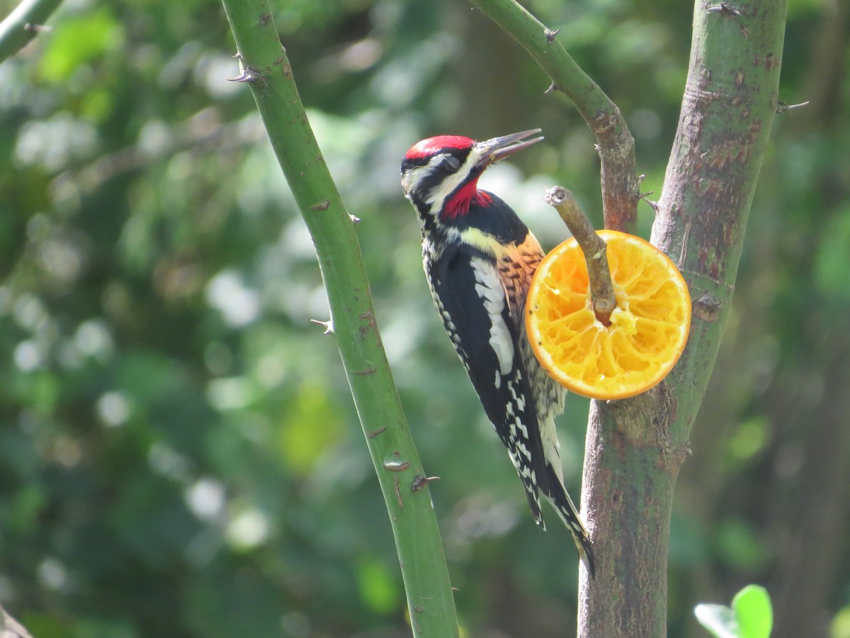 Yellow-bellied Sapsucker - ML548859191