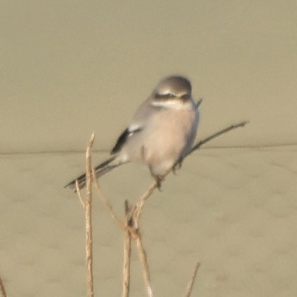 Iberian Gray Shrike - ML548859201