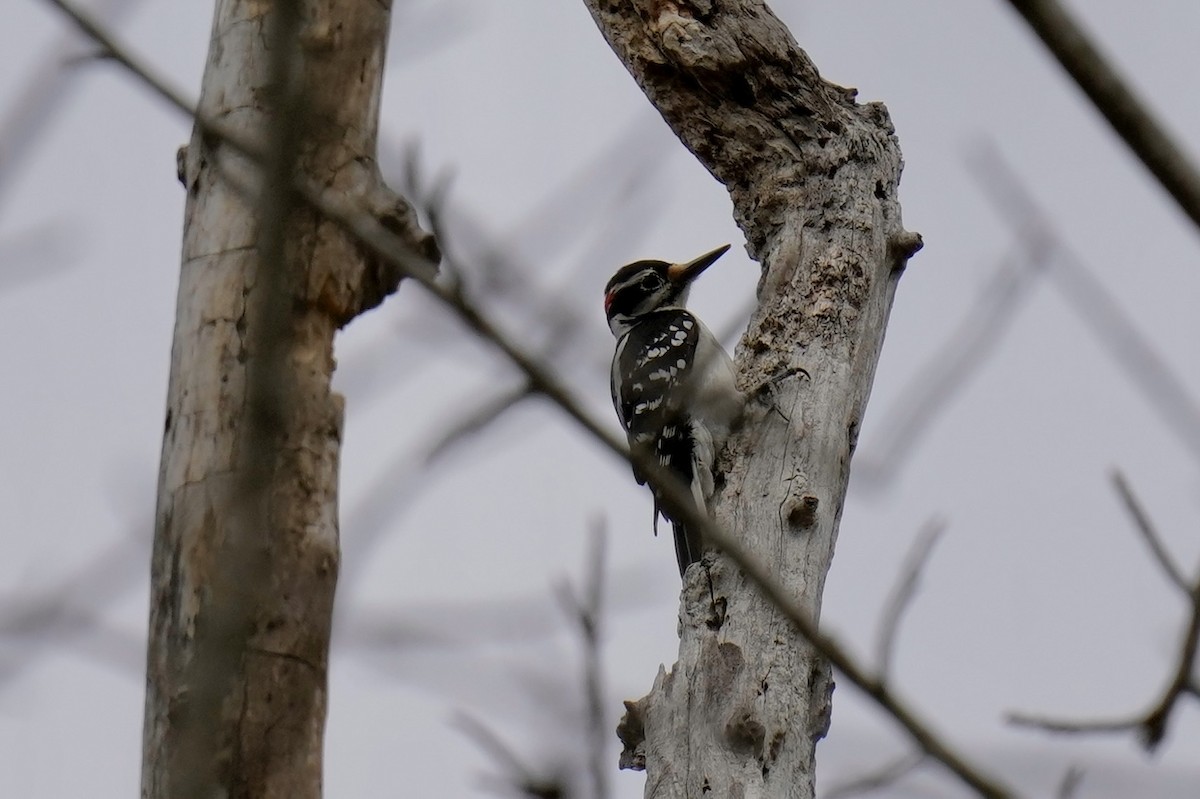 Hairy Woodpecker - ML548859271