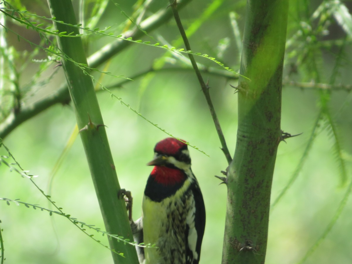 Yellow-bellied Sapsucker - ML548859461